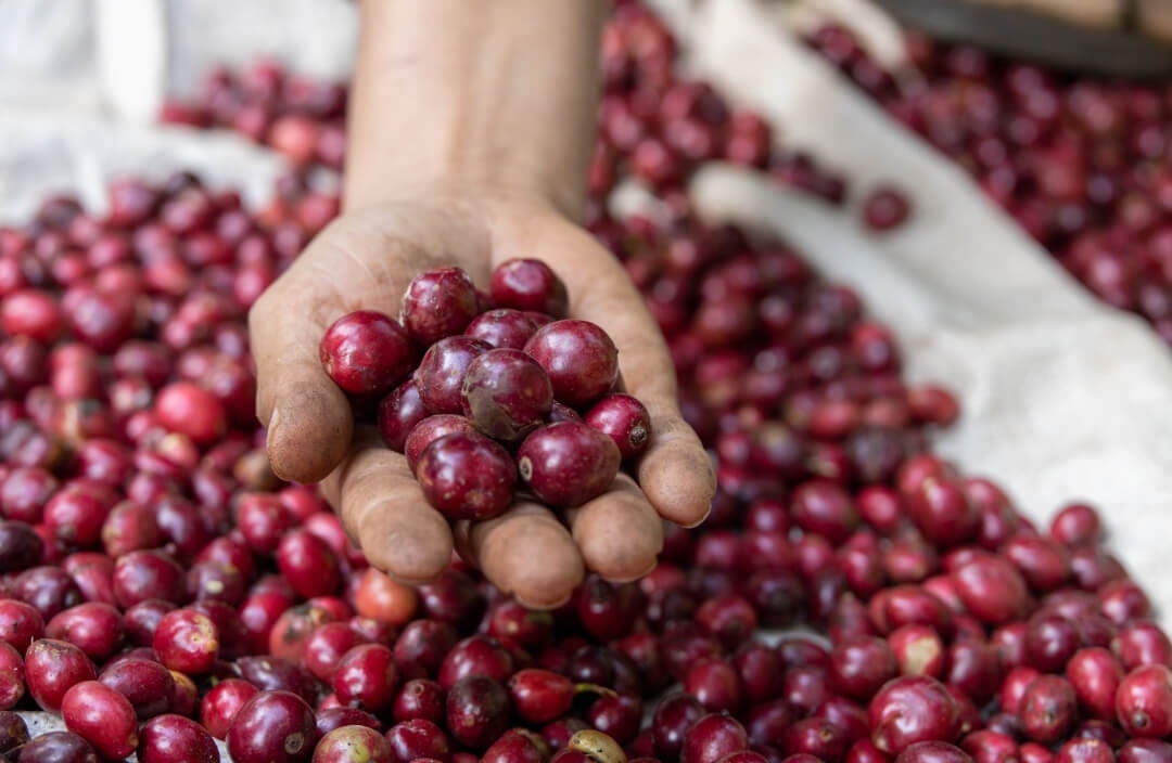 Giá cà phê hôm nay 20/9, giá cà phê, Giá cà phê 20/9/2025, giá Arabica, giá Robusta, giá cà phê trong nước, giá cà phê thế giới