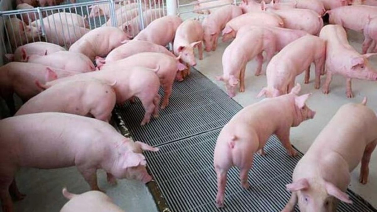 Dự báo giá heo hơi 21/9, giá heo hơi hôm nay, giá heo hơi ngày 21/9/2025, giá heo hơi ba miền