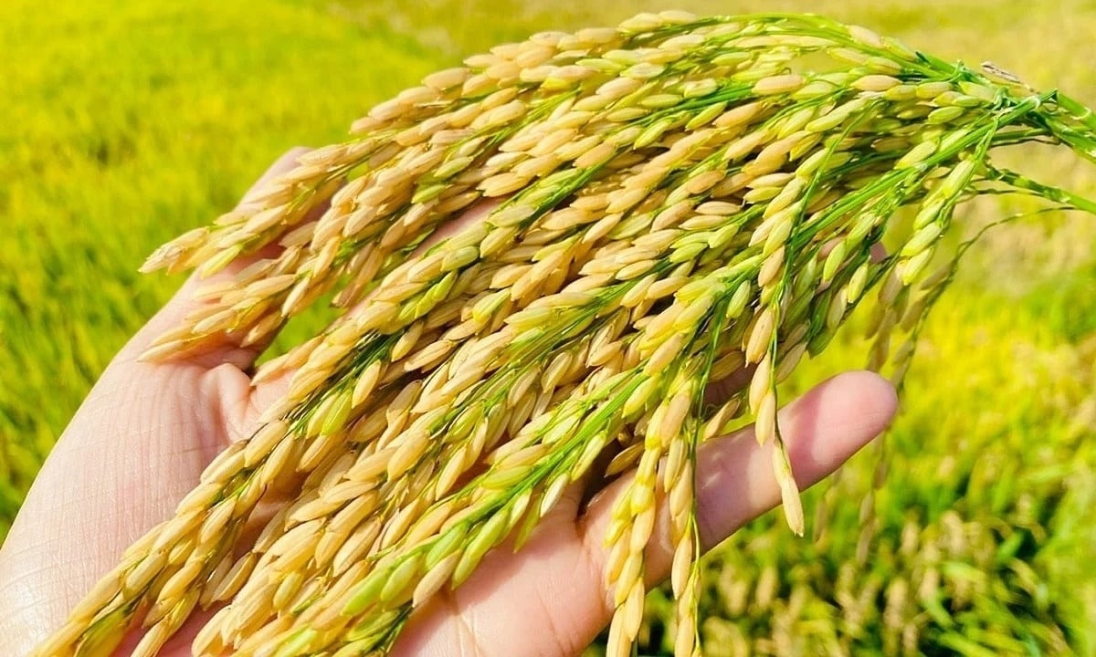 Giá lúa gạo hôm nay 20/9/2025, giá lúa gạo trong nước, giá gạo xuất khẩu, giá gạo Việt Nam, xuất khẩu gạo Ấn Độ, thị trường gạo thế giới