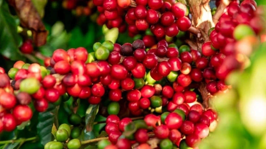 Giá cà phê hôm nay 21/9/2025, giá cà phê trong nước, giá cà phê thế giới, robusta, arabica, thị trường cà phê