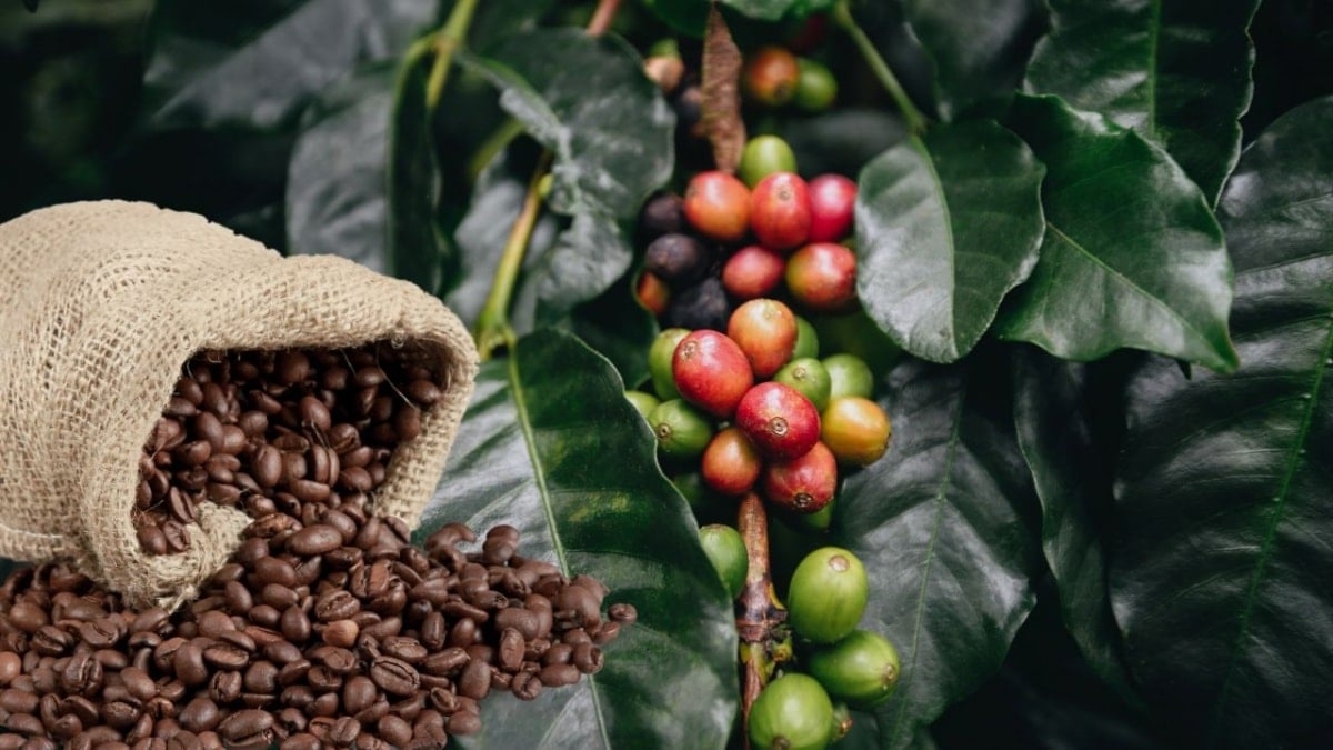 Giá cà phê hôm nay 21/9/2025, giá cà phê trong nước, giá cà phê thế giới, robusta, arabica, thị trường cà phê