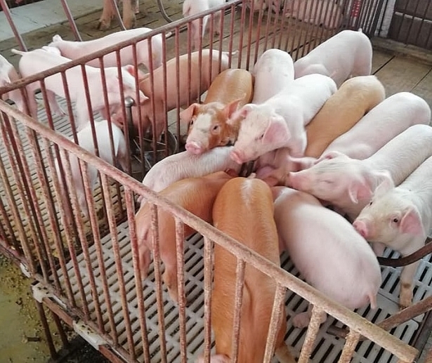 Giá heo hơi hôm nay 21/9, giá heo hơi miền Bắc, giá heo hơi miền Trung, giá heo hơi miền Nam, dịch tả heo châu Phi Tuyên Quang