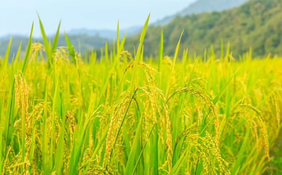 Giá lúa gạo hôm nay 21/9/2025, giá gạo xuất khẩu, giá gạo nội địa, Philippines ngừng nhập khẩu, thị trường gạo Việt Nam