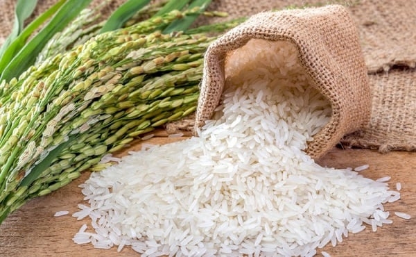 Giá lúa gạo hôm nay 22/9/2025, giá gạo xuất khẩu, gạo Jasmine, giá gạo trong nước