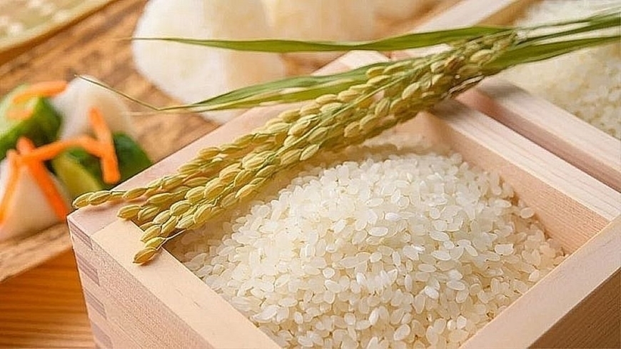 Giá lúa gạo hôm nay 22/9/2025, giá gạo xuất khẩu, gạo Jasmine, giá gạo trong nước