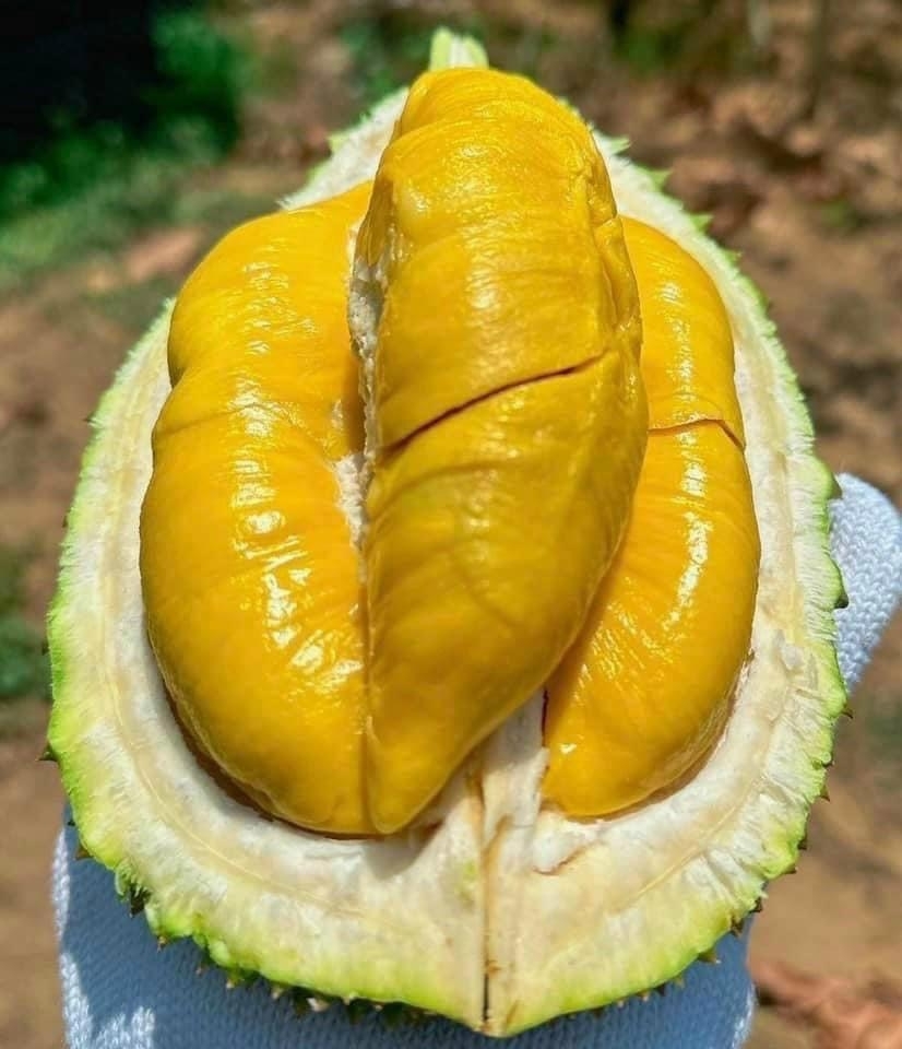 giá sầu riêng hôm nay 22/9/2025, giá sầu riêng, sầu riêng Ri6, Musang King