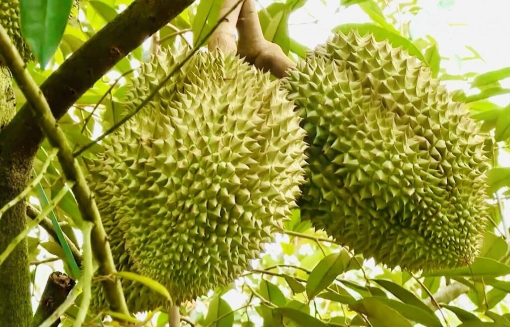 Giá sầu riêng hôm nay 23/9/2025, Giá sầu riêng 23/9/2025, giá sầu riêng RI6, giá sầu riêng Thái, giá sầu riêng Bình Phước, xuất khẩu sầu riêng