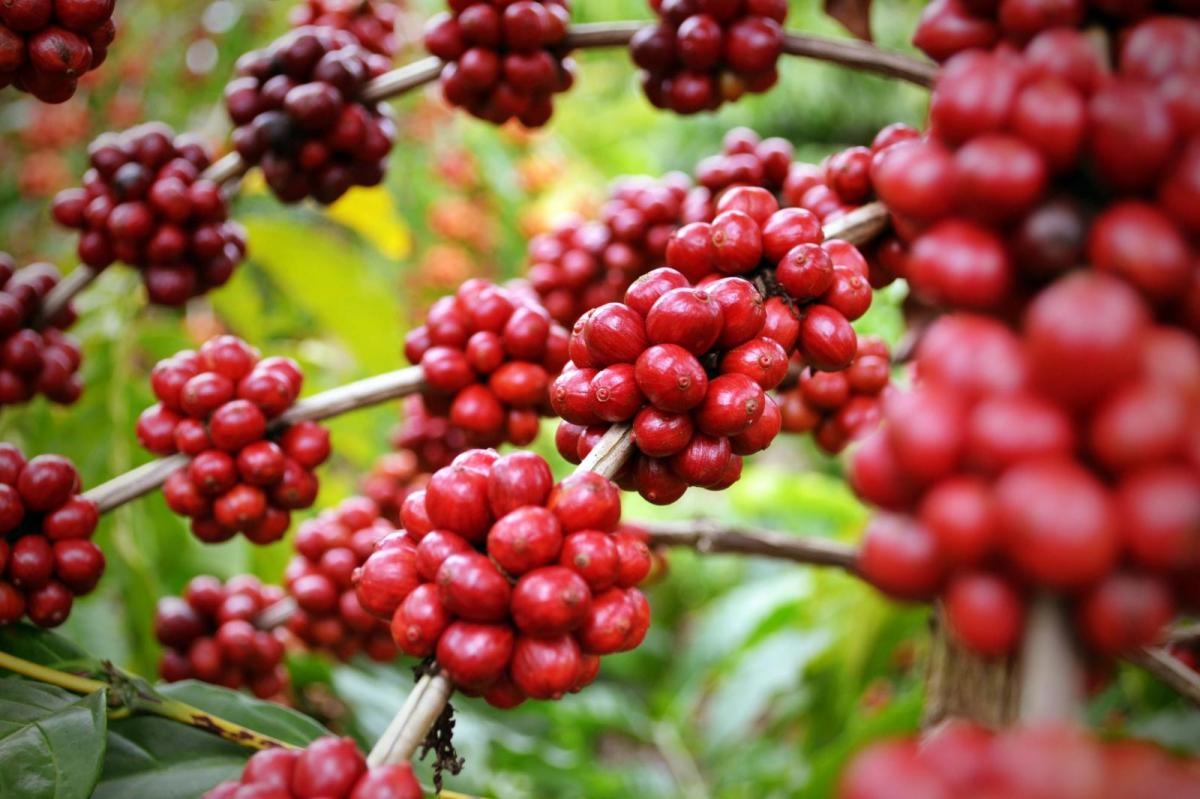 Giá cà phê hôm nay 24/9/2025, Giá cà phê 24/9/2025, giá cà phê trong nước, giá cà phê thế giới, robusta, arabica