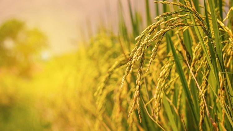 Giá lúa gạo hôm nay 24/9/2025, Giá lúa gạo 24/9/2025, giá gạo trong nước, giá gạo xuất khẩu, thị trường gạo quốc tế, gạo Nhật Bản