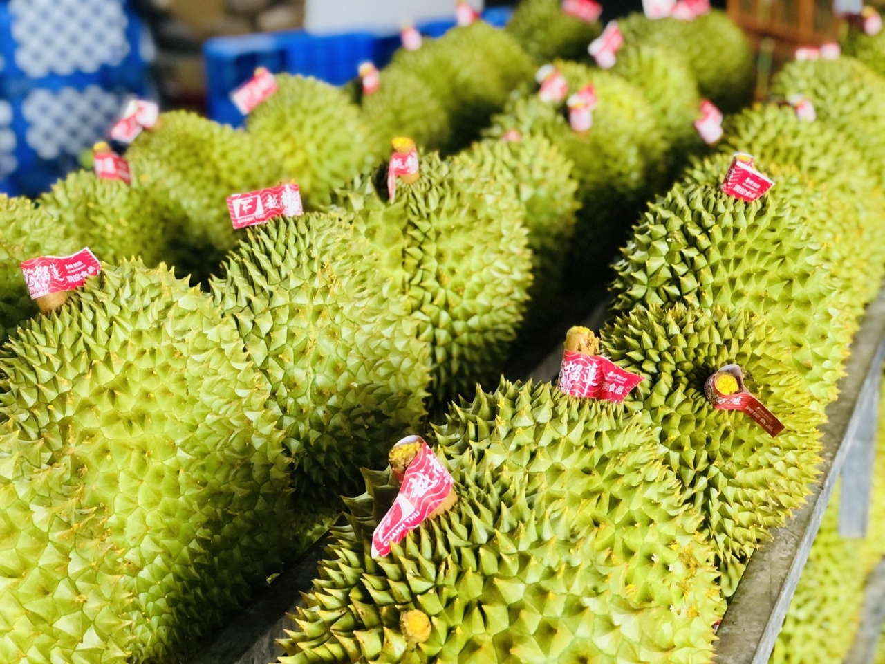 Giá sầu riêng 25/9/2025, Giá sầu riêng hôm nay 25/9/2025, giá sầu riêng 25/9, giá sầu riêng RI6, giá sầu riêng Thái, sầu riêng Malaysia