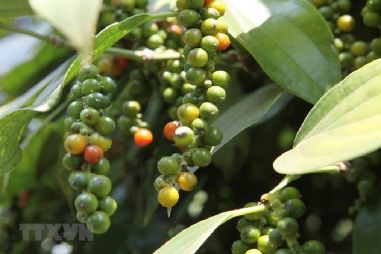 Giá tiêu hôm nay 26/9/2025, giá tiêu trong nước, giá tiêu thế giới, thương mại gia vị toàn cầu, xuất khẩu hồ tiêu Việt Nam, thị trường hồ tiêu
