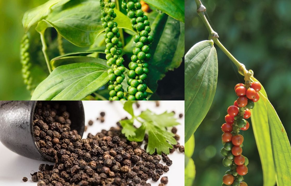 Giá tiêu hôm nay 26/9/2025, giá tiêu trong nước, giá tiêu thế giới, thương mại gia vị toàn cầu, xuất khẩu hồ tiêu Việt Nam, thị trường hồ tiêu