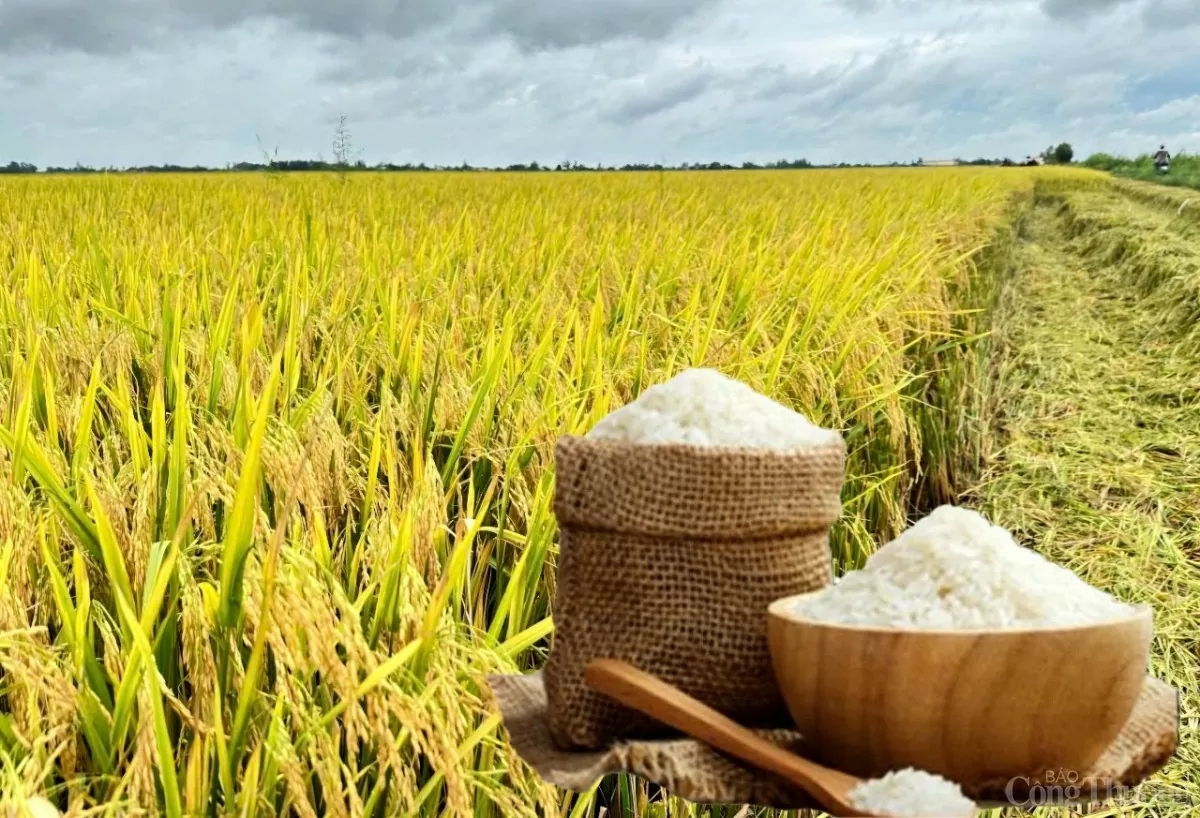 Giá lúa gạo hôm nay 26/9/2025, giá gạo Việt Nam, xuất khẩu gạo, gạo Việt Nam dẫn đầu châu Á, Philippines tăng thuế nhập khẩu gạo, giá gạo ĐBSCL