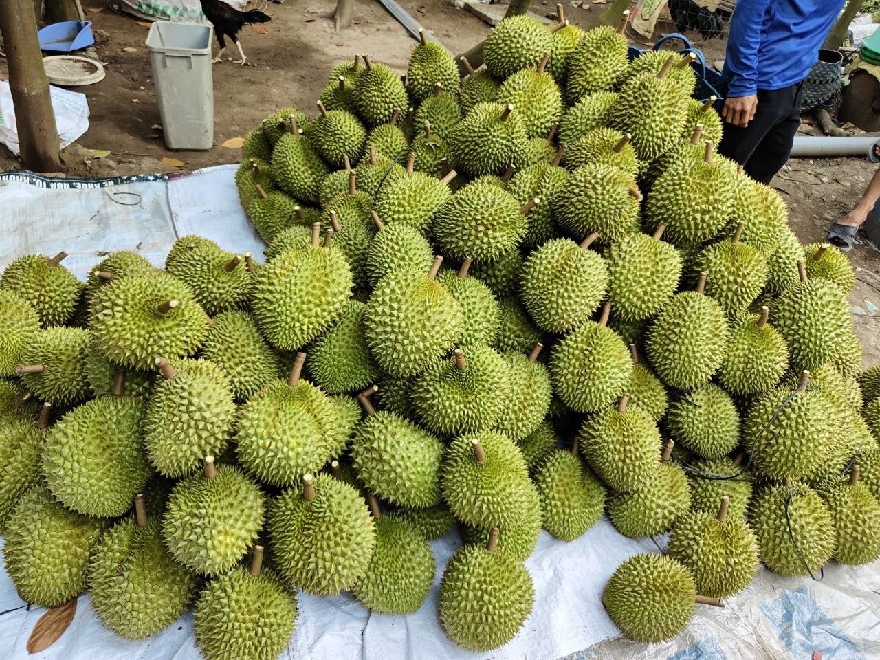 Giá sầu riêng hôm nay 26/9/2025, giá sầu riêng Ri6, giá sầu riêng Thái, giá sầu riêng Musang King, sầu riêng Thái Lan AI, xuất khẩu sầu riêng