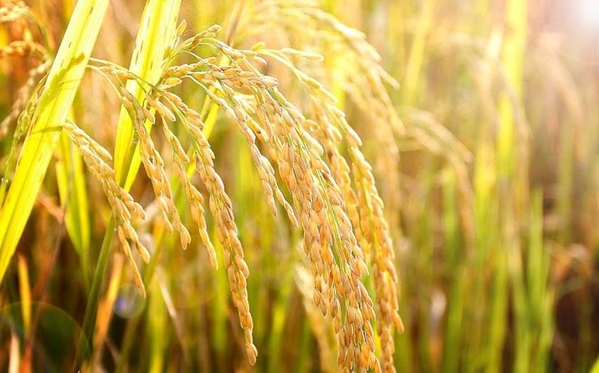 Giá lúa gạo 27/9/202, Giá lúa gạo hôm nay 27/9/2025, giá gạo hôm nay 27/9, giá lúa gạo trong nước, giá gạo Thái Lan, giá gạo Việt Nam