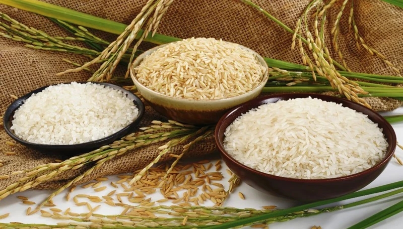 Giá lúa gạo hôm nay 28/9/2025, Giá lúa gạo 28/9/2025, giá lúa gạo hôm nay, giá gạo IR 504, thị trường lúa gạo ĐBSCL, xuất khẩu gạo Việt Nam, giá gạo xuất khẩu