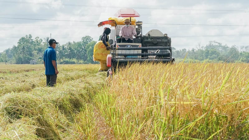 Giá lúa gạo 2/10/2025, giá lúa gạo hôm nay 2/10/2025, giá gạo thơm, giá gạo trắng, giá gạo xuất khẩu Việt Nam, giá gạo ĐBSCL, giá gạo châu Á