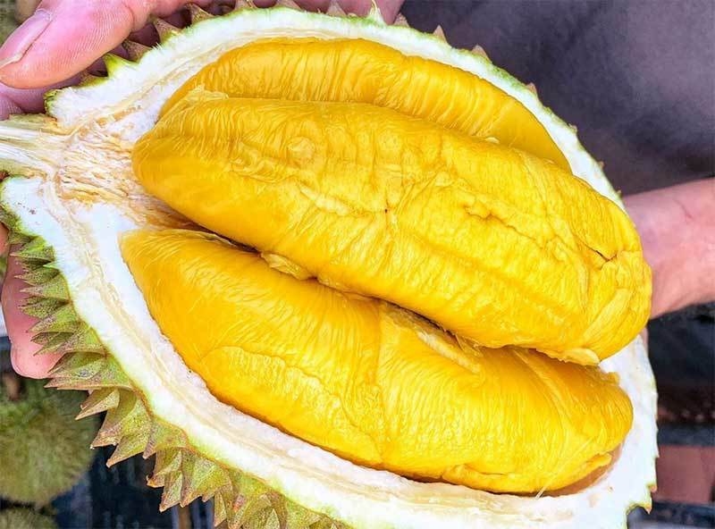 Giá sầu riêng 2/10/2025, giá sầu riêng hôm nay 2/10, giá sầu riêng Đắk Lắk, giá sầu riêng Thái, giá sầu riêng Ri6, giá sầu riêng Malaysia, xuất khẩu sầu riêng