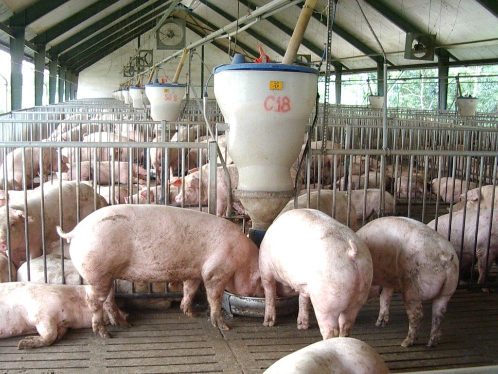 Giá heo hơi hôm nay 3/10/2025, giá heo hơi, Giá heo hơi 3/10/2025, giá heo hơi miền Bắc, giá heo hơi miền Nam, dịch bệnh chăn nuôi