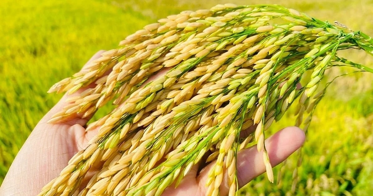 Giá lúa gạo 3/10/2025, Giá lúa gạo hôm nay 3/10, giá gạo ĐBSCL, giá gạo xuất khẩu, giá gạo Việt Nam, Ấn Độ xuất khẩu gạo, VFA