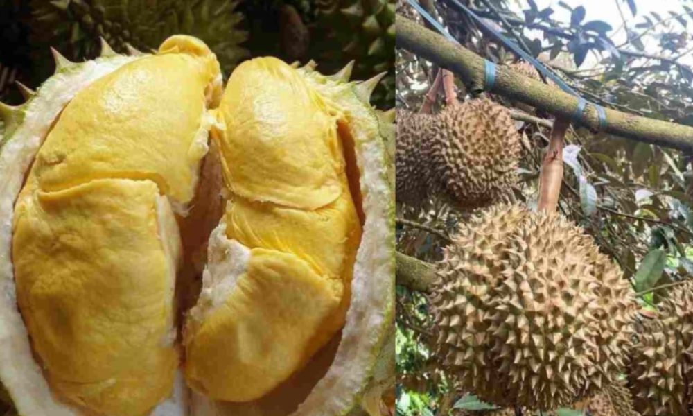 Giá sầu riêng 3/10/2025 , giá sầu riêng hôm nay 3/10/2025, giá sầu riêng trong nước, giá sầu riêng xuất khẩu, thị trường sầu riêng