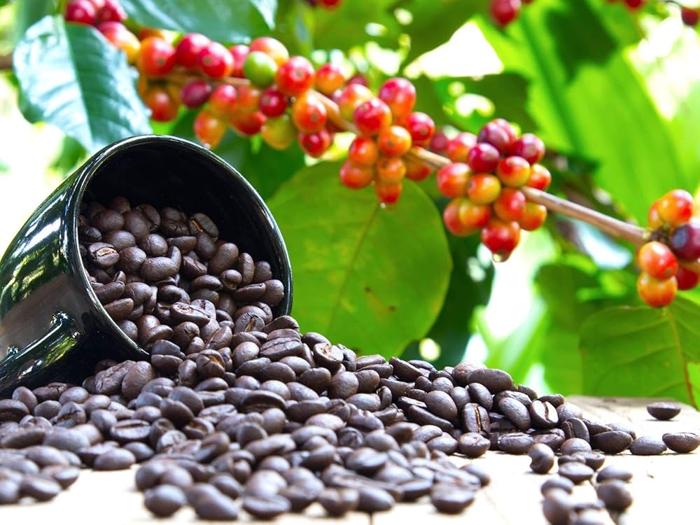 Giá cà phê hôm nay 4/10/2025, giá cà phê trong nước, xuất khẩu cà phê Việt Nam, giá cà phê thế giới