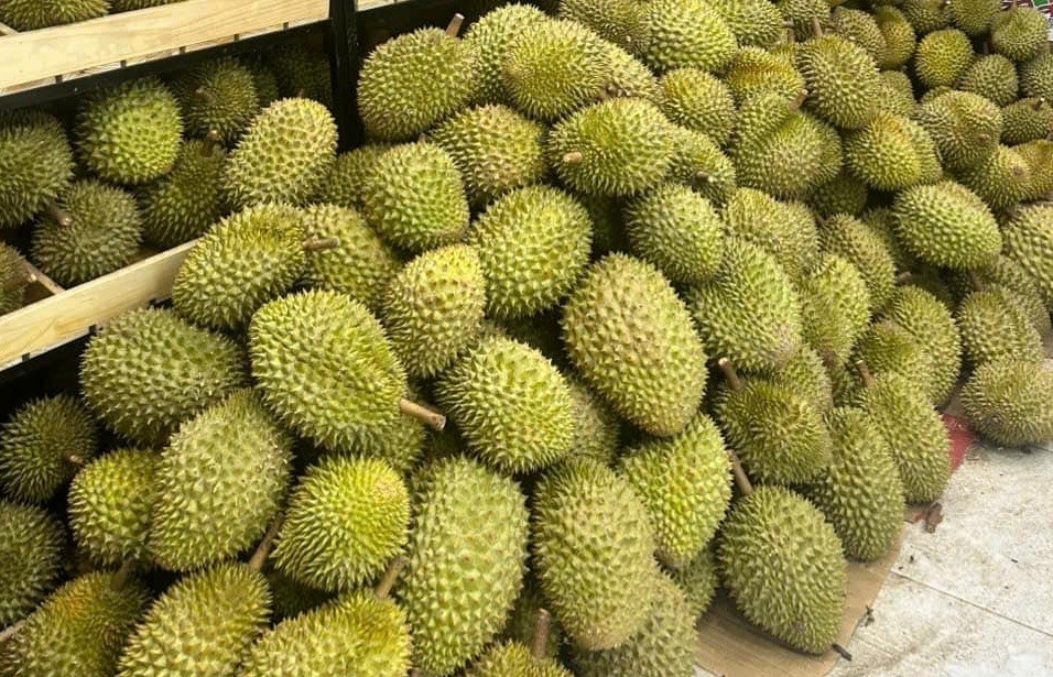 Giá sầu riêng 4/10/2025, giá sầu riêng hôm nay 4/10/2025, giá sầu riêng Thái, giá sầu riêng RI6, giá sầu riêng tăng, xuất khẩu sầu riêng Việt Nam