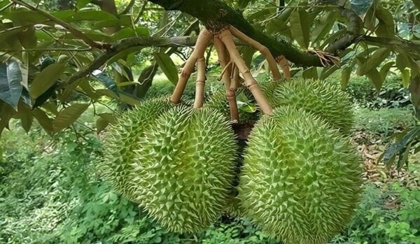 Giá sầu riêng 4/10/2025, giá sầu riêng hôm nay 4/10/2025, giá sầu riêng Thái, giá sầu riêng RI6, giá sầu riêng tăng, xuất khẩu sầu riêng Việt Nam