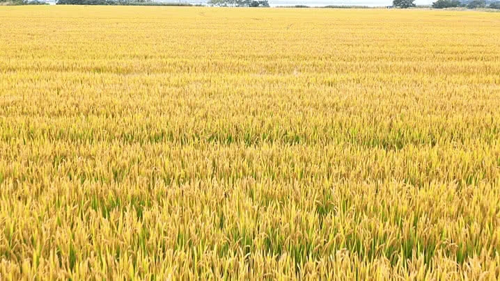 Giá lúa gạo hôm nay 5/10/2025, giá lúa ĐBSCL, giá gạo xuất khẩu, giá gạo Việt Nam
