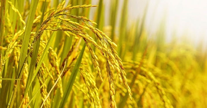 Giá lúa gạo hôm nay 5/10/2025, giá lúa ĐBSCL, giá gạo xuất khẩu, giá gạo Việt Nam