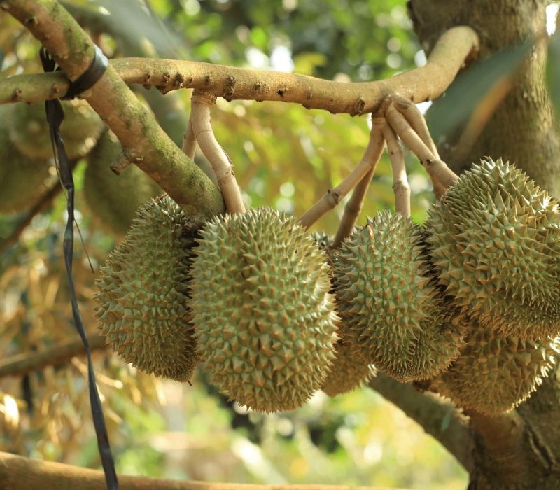 Giá sầu riêng 5/10/2025, giá sầu riêng hôm nay 5/10, giá sầu riêng tăng, giá sầu riêng Thái, giá sầu riêng Ri6, thị trường sầu riêng Việt Nam