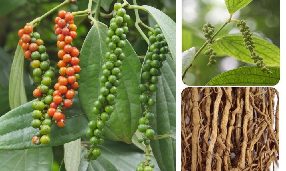 Giá tiêu 6/10/2025, giá tiêu hôm nay 6/10, giá tiêu trong nước, giá tiêu thế giới, hồ tiêu Việt Nam, giá tiêu Đắk Lắk, giá tiêu Bà Rịa – Vũng Tàu, xuất khẩu hồ tiêu, thị trường hồ tiêu, nông dân giữ hàng, giá tiêu quốc tế