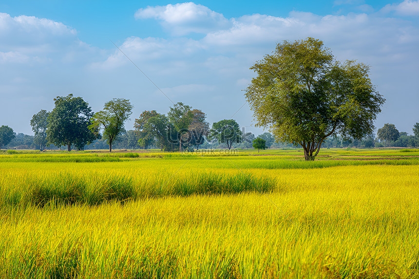 Giá lúa gạo 6/10/2025, giá lúa gạo hôm nay 6/10, giá gạo Thái Lan, giá gạo Việt Nam, giá gạo 5% tấm, thị trường gạo thế giới, giá lúa ĐBSCL