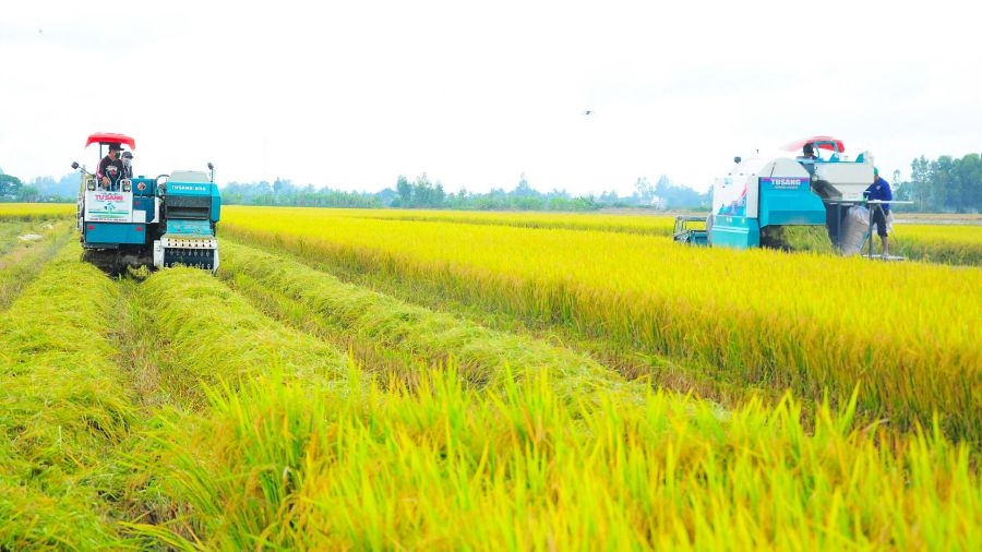 Giá lúa gạo 6/10/2025, giá lúa gạo hôm nay 6/10, giá gạo Thái Lan, giá gạo Việt Nam, giá gạo 5% tấm, thị trường gạo thế giới, giá lúa ĐBSCL