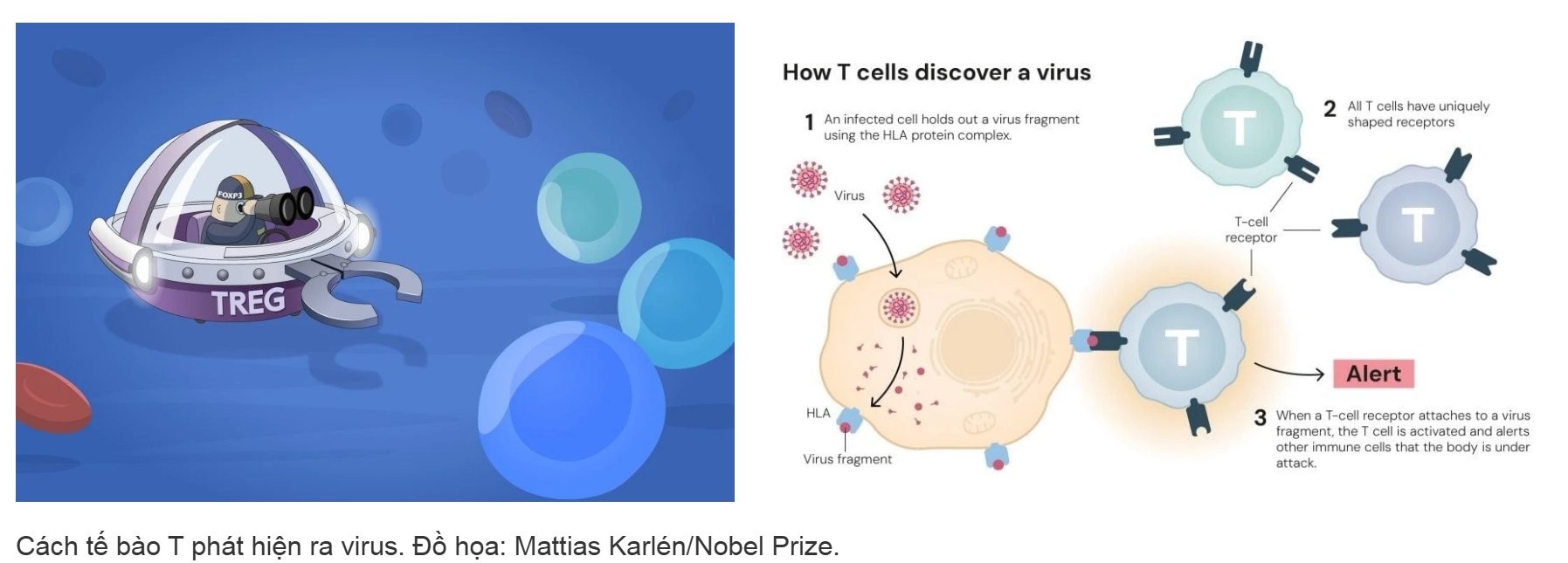 Giải Nobel Y sinh 2025, Mary E. Brunkow, Fred Ramsdell, Shimon Sakaguchi, cơ chế dung nạp miễn dịch ngoại biên, tế bào T điều hòa