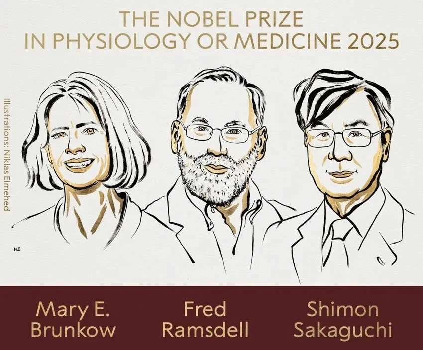Giải Nobel Y sinh 2025, Mary E. Brunkow, Fred Ramsdell, Shimon Sakaguchi, cơ chế dung nạp miễn dịch ngoại biên, tế bào T điều hòa