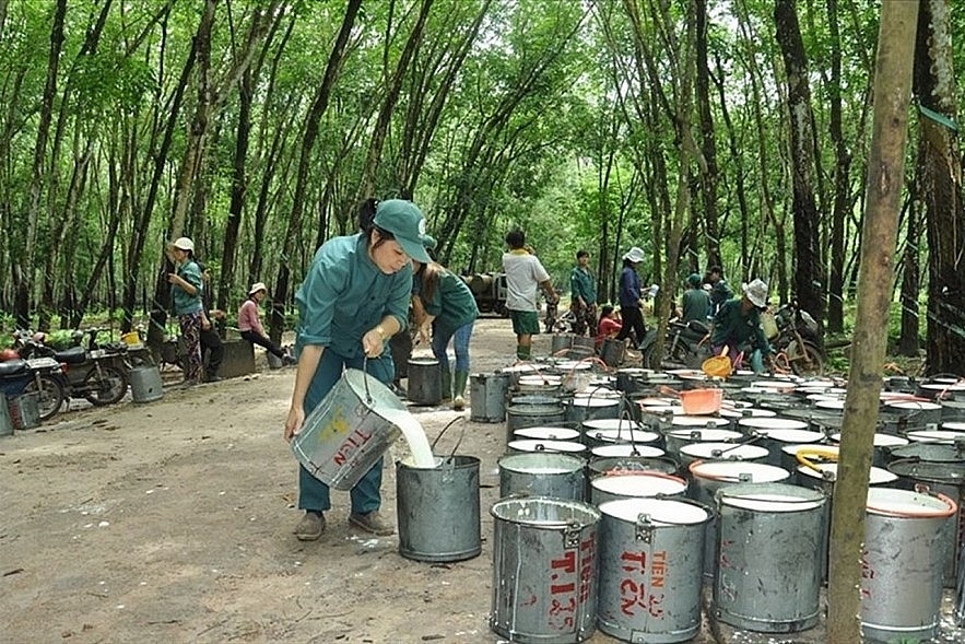 Giá cao su 7/10/2025, giá cao su hôm nay 7/10/2025, giá cao su, cao su Nhật Bản, cao su Trung Quốc, cao su Singapore, giá cao su trong nước