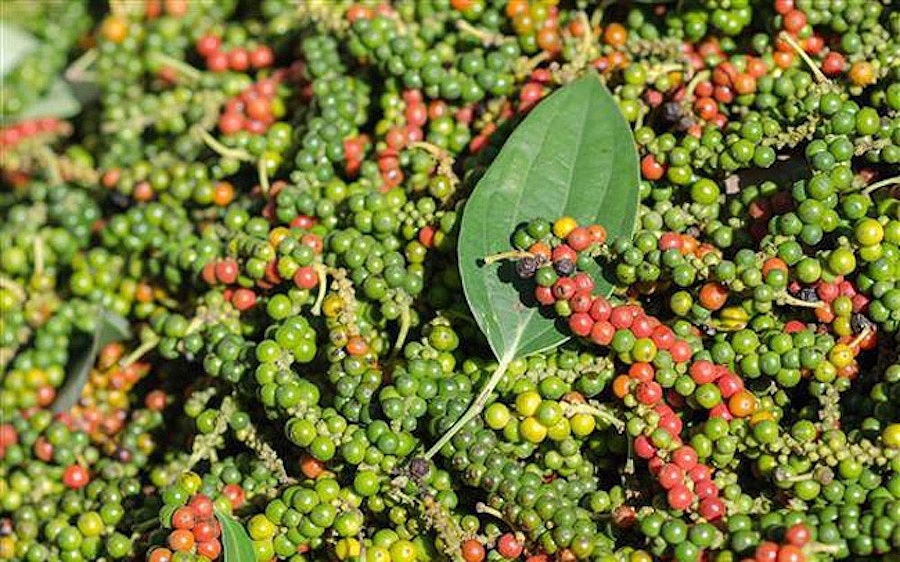 Giá tiêu hôm nay 7/10/2025, giá tiêu trong nước, thị trường hồ tiêu, giá tiêu Việt Nam, Hội chợ Anuga 2025, xúc tiến thương mại hồ tiêu, giá tiêu thế giới