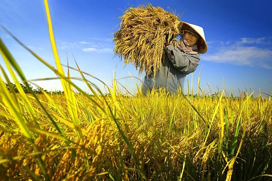 Giá lúa gạo hôm nay 7/10/2025, giá gạo ĐBSCL, giá gạo xuất khẩu Việt Nam, giá gạo Thái Lan, thị trường gạo quốc tế