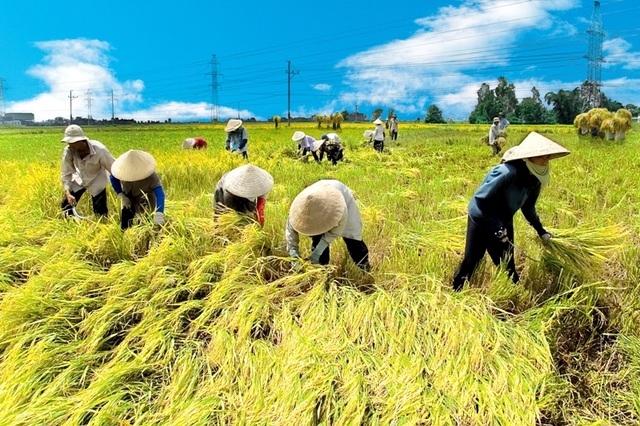 Giá lúa gạo hôm nay 7/10/2025, giá gạo ĐBSCL, giá gạo xuất khẩu Việt Nam, giá gạo Thái Lan, thị trường gạo quốc tế
