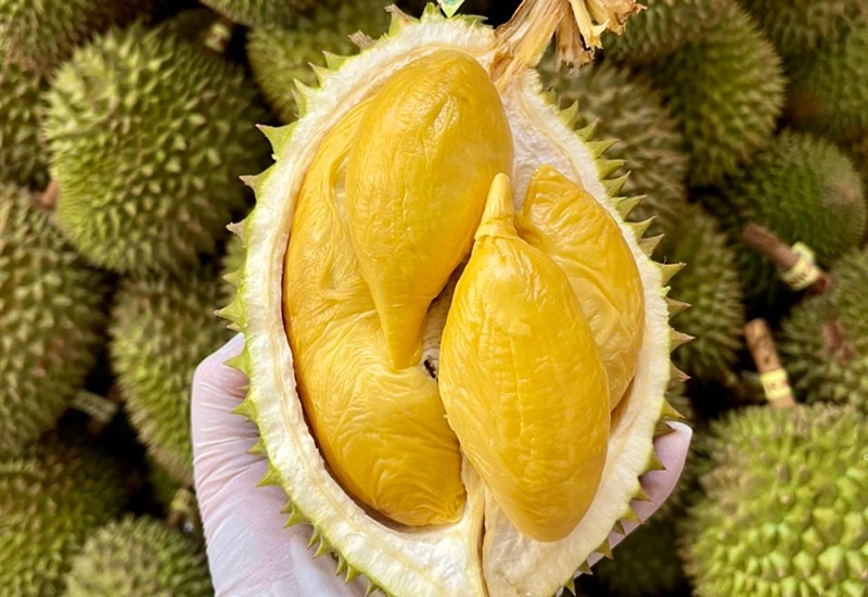 giá sầu riêng hôm nay, giá sầu riêng 9/10/2025, giá sầu riêng RI6, giá sầu riêng Thái, giá sầu riêng Tây Nguyên, giá sầu riêng miền Tây