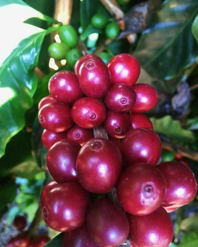 giá cà phê hôm nay, giá cà phê 10/10/2025, giá cà phê thế giới, giá cà phê trong nước, cà phê Robusta, cà phê Arabica, giá cà phê tăng