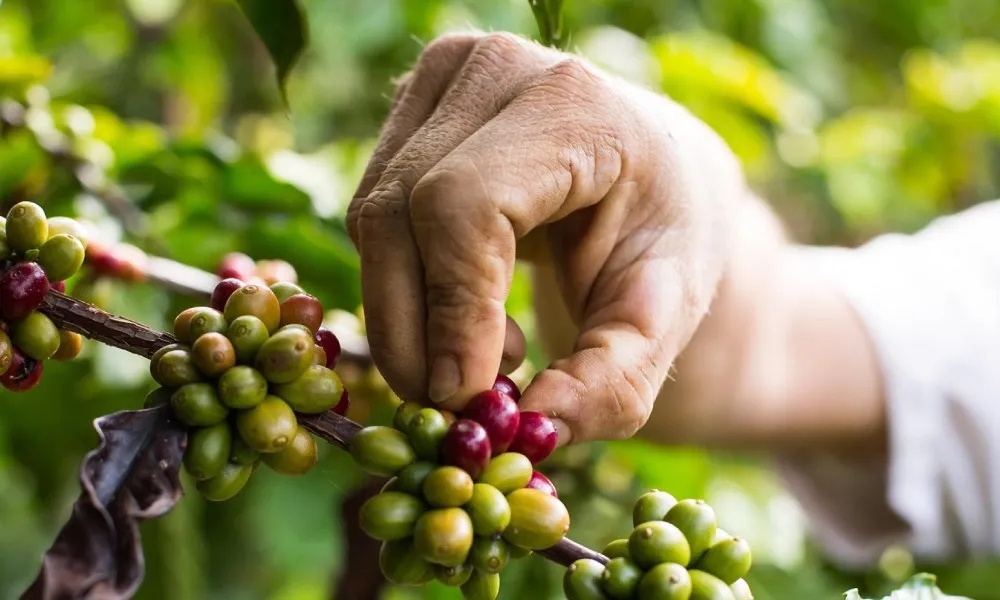 Giá cà phê 11/10/2025, giá cà phê hôm nay, giá cà phê Tây Nguyên, giá tiêu hôm nay, giá hồ tiêu, cà phê Robusta, Arabica, thị trường nông sản