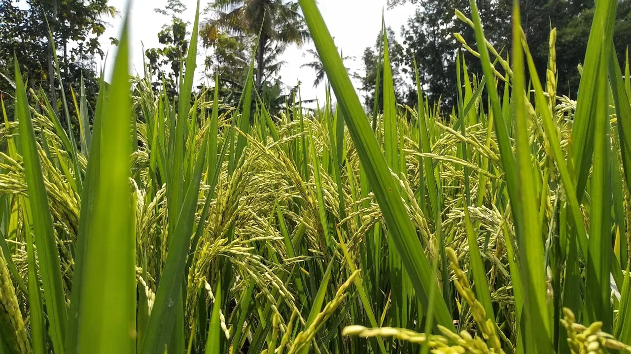 giá lúa gạo hôm nay, giá lúa gạo, giá gạo xuất khẩu, giá lúa hôm nay, giá gạo Việt Nam, giá gạo 5% tấm, giá gạo Jasmine, giá gạo IR 504