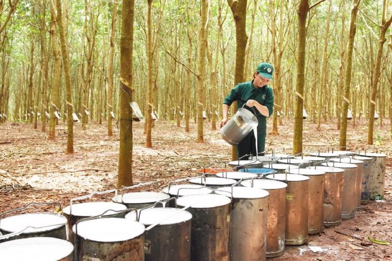 Giá cao su 12/10/2025, giá cao su hôm nay, giá cao su thế giới, giá cao su trong nước, thị trường cao su, nguồn cung cao su, cao su Thái Lan