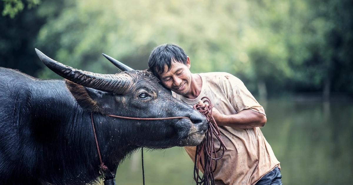 Con số may mắn tuổi Sửu, vận đỏ tuổi Sửu, dự báo tài chính tuổi Sửu, tình yêu tuổi Sửu