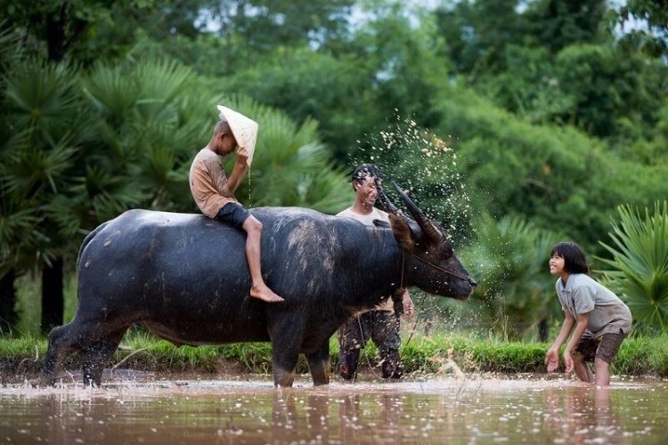 Con số may mắn tuổi Sửu, vận đỏ tuổi Sửu, dự báo tài chính tuổi Sửu, tình yêu tuổi Sửu
