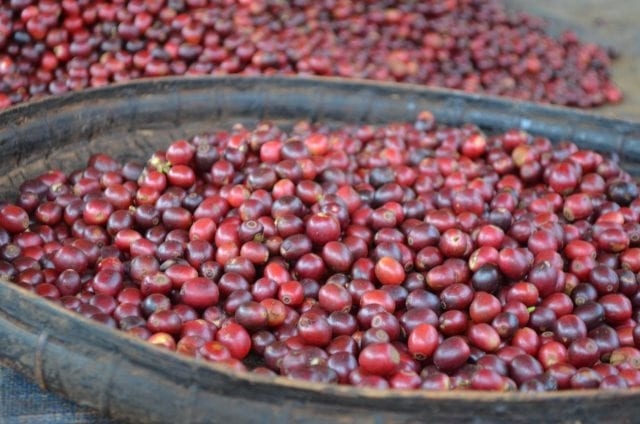Giá cà phê 13/10/2025, giá cà phê hôm nay 13/10, giá cà phê trong nước, giá cà phê thế giới, xuất khẩu cà phê Việt Nam, thị trường cà phê EU Mỹ