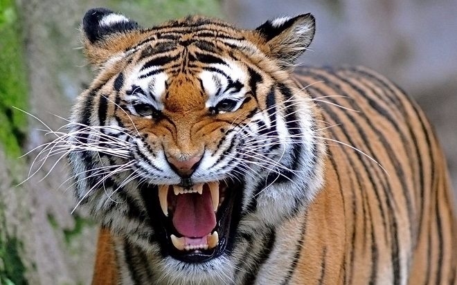 Con số may mắn tuổi Dần 14/10/2025, tử vi tuổi Dần hôm nay, vận may tuổi Dần, phong thủy tuổi Dần, con số hộ mệnh tuổi Dần