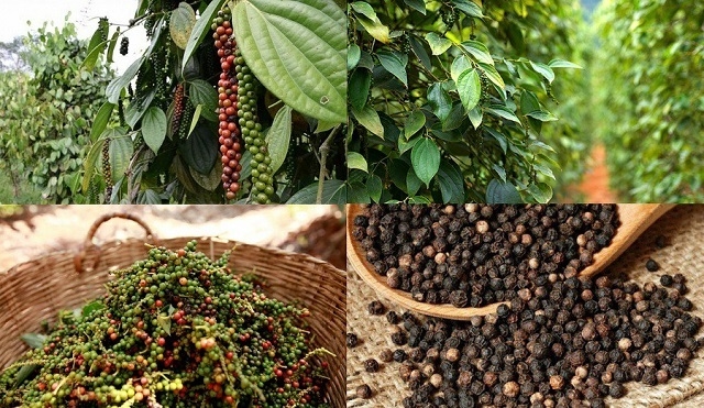 Giá tiêu 13/10/2025, giá tiêu hôm nay 13/10, giá tiêu trong nước, giá tiêu thế giới, hồ tiêu Việt Nam, xuất khẩu hồ tiêu, giá hồ tiêu 2025